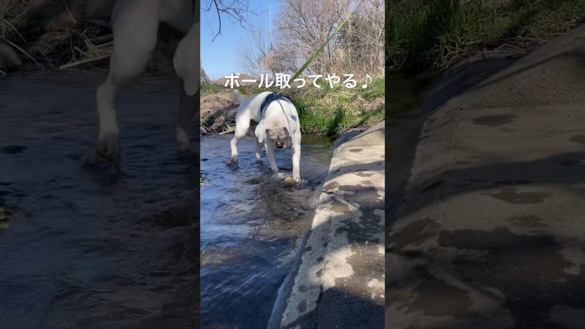 ボクサーの本気🔥　#shorts  #goldenretriever  #boxerdog