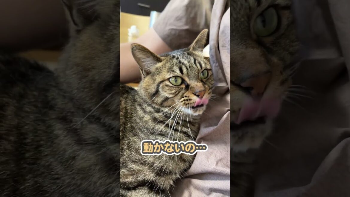 「動くなっ!」とガチで切れる猫 「動くなっ!」とガチで切れる猫