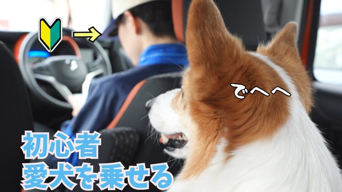 初心者マークの長男の車に乗ってウキウキお散歩に行く愛犬がかわいい！