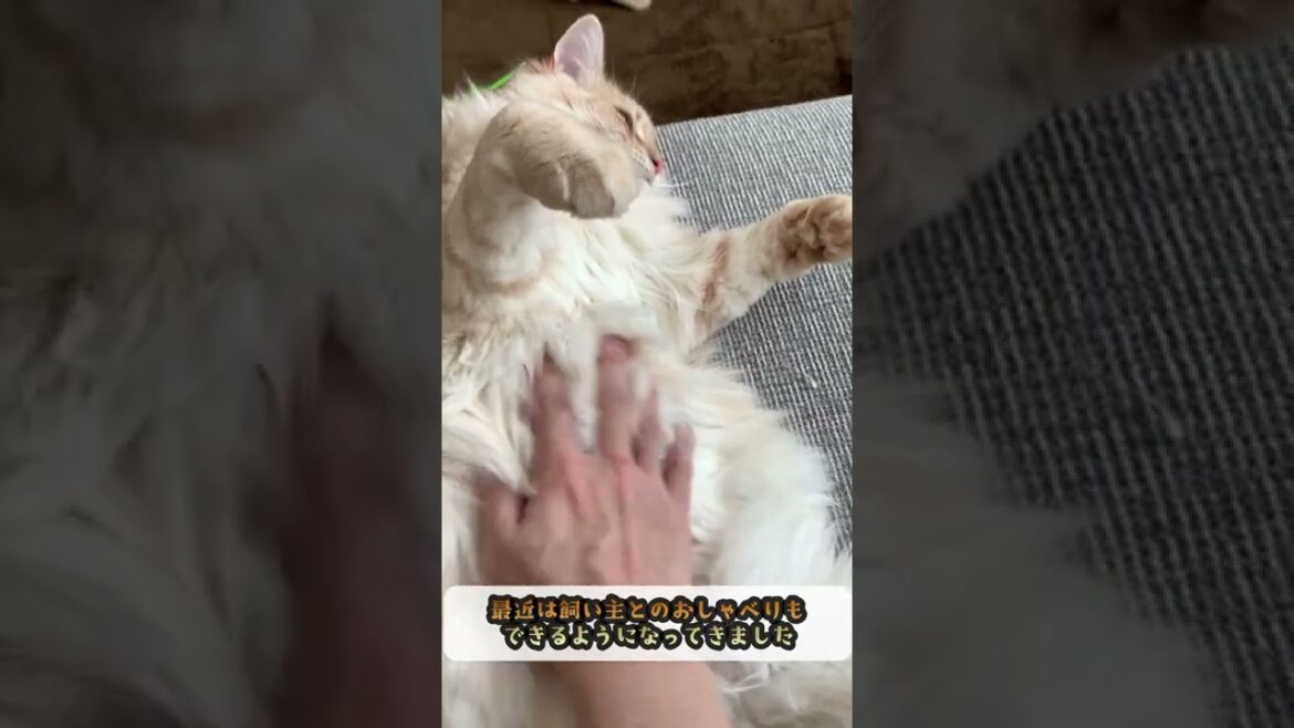 すずの紹介動画【ラガマフィン】 すずの紹介動画【ラガマフィン】