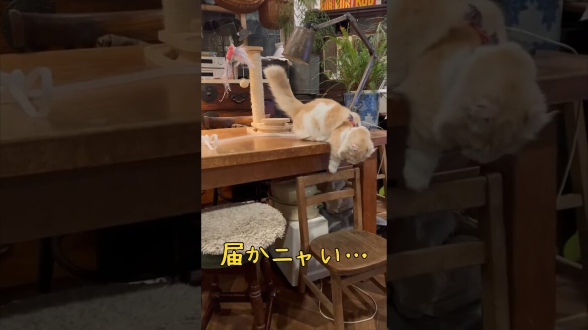 【キンカロー】必死に足を伸ばす仔猫【マンチカール】