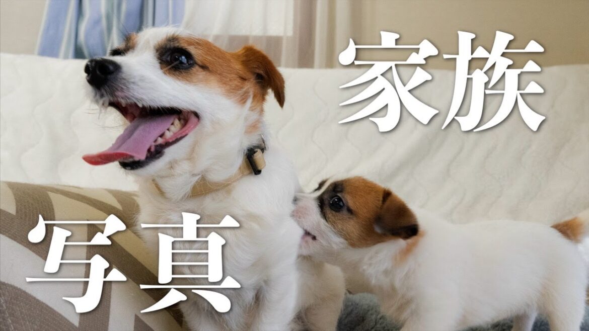 子犬期は一瞬なのでお友達に家族写真を撮ってもらいました/ジャックラッセルテリア