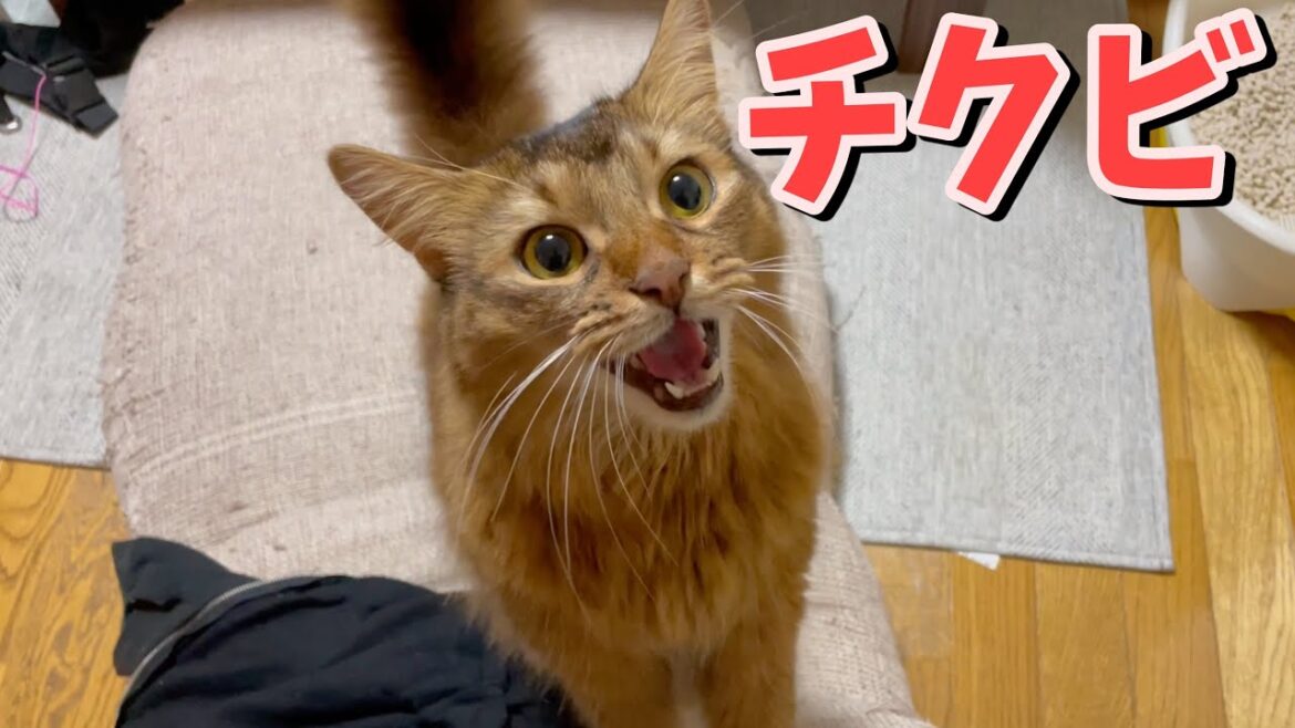 オス猫にもチ◯ビはあるのか?!【ソマリ】 オス猫にもチ◯ビはあるのか?!【ソマリ】