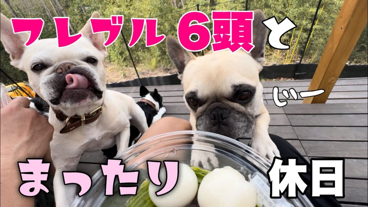 フレンチブルドック6頭と暮らす日常~お庭でのんびりの1日~ フレンチブルドック6頭と暮らす日常~お庭でのんびりの1日~