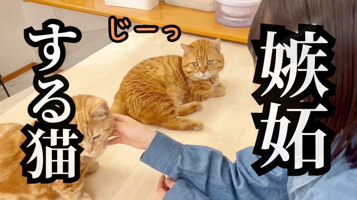 撫でられてる息子に嫉妬して不機嫌になったパパ猫がかわいすぎた! #猫 #マンチカン 撫でられてる息子に嫉妬して不機嫌になったパパ猫がかわいすぎた! #猫 #マンチカン