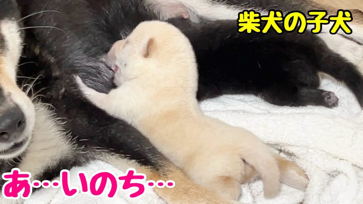 【柴犬 子犬】ミルク飲んで寝てる生命力の塊が尊すぎた