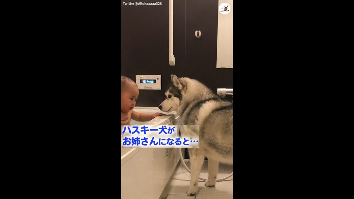 ハスキー犬がお姉さんになると…ハスキー流の子育て日記♡ #Shorts ハスキー犬がお姉さんになると…ハスキー流の子育て日記♡ #Shorts