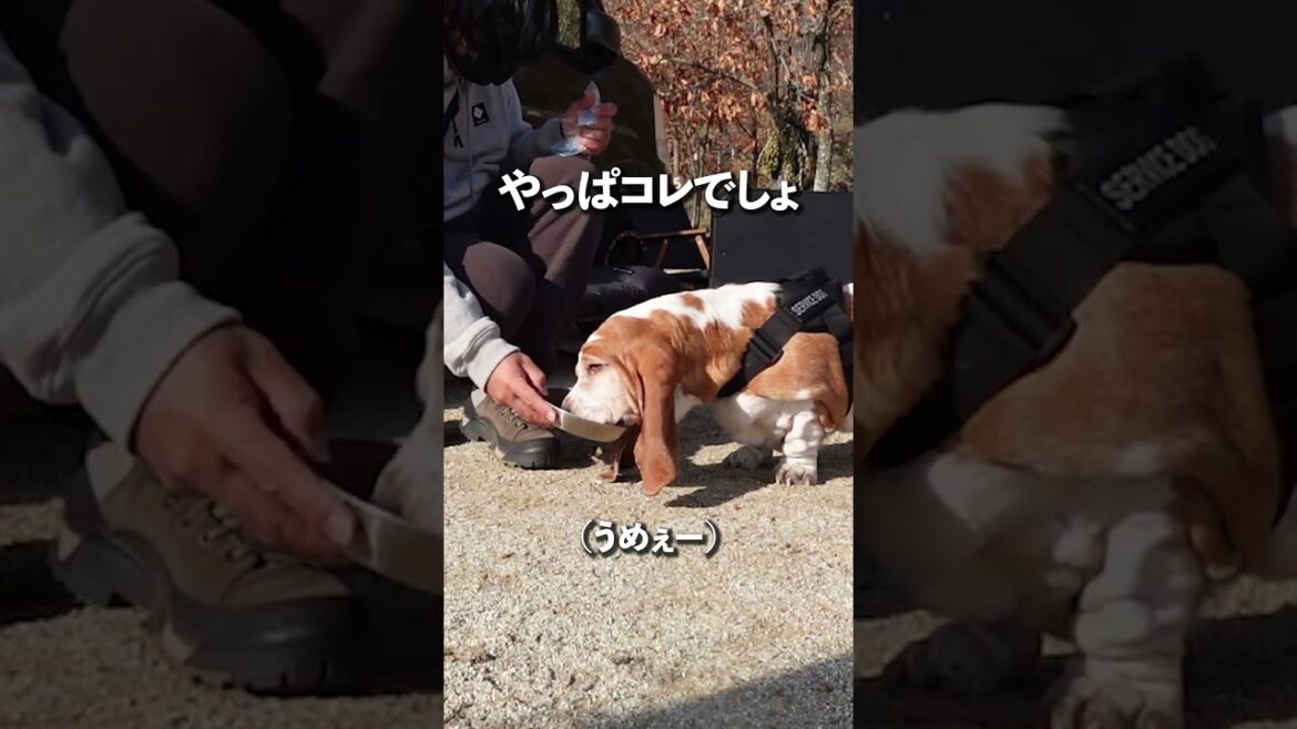 キャンプの魅力 #shorts #キャンプ #犬 #バセットハウンド
