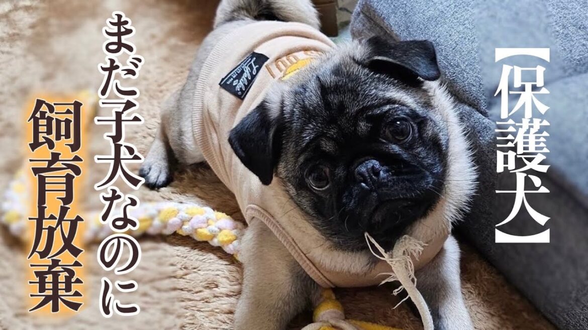 【飼育放棄】生後7ヶ月、パグの男の子を保護しました「vol 395」 【飼育放棄】生後7ヶ月、パグの男の子を保護しました「vol 395」