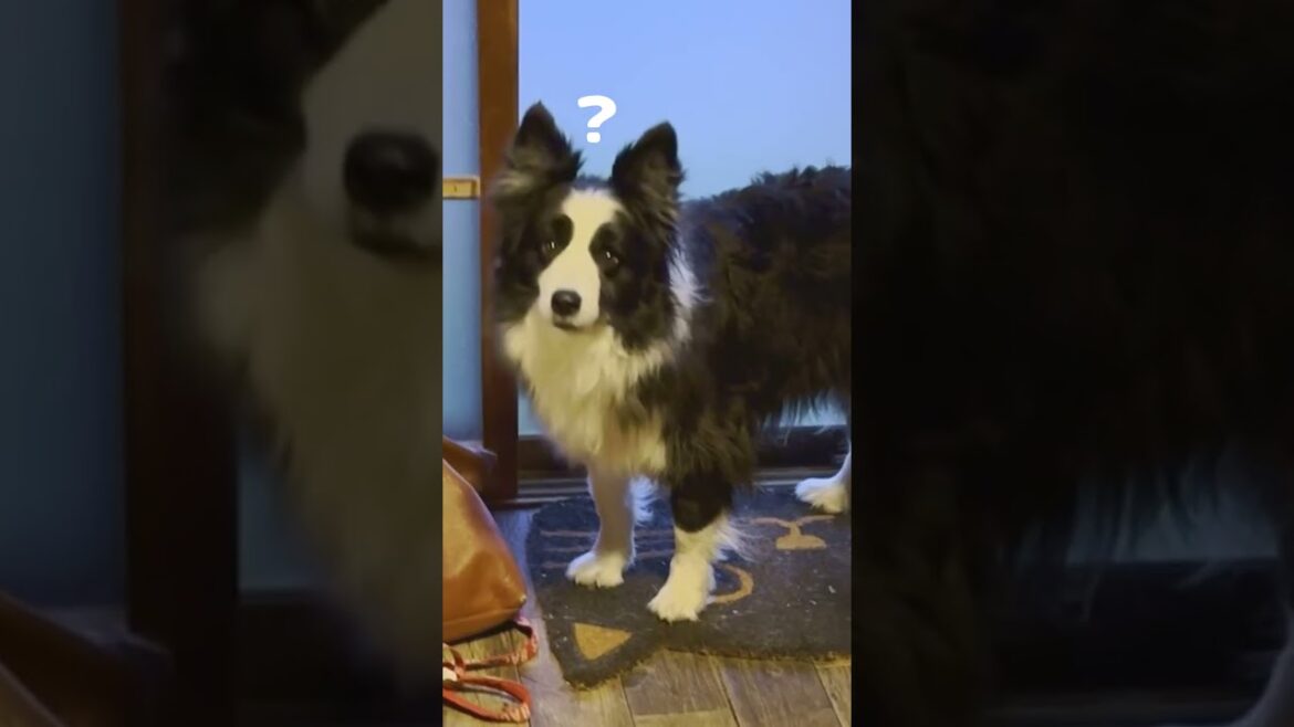 ボーダーコリーはこれくらい日本語を理解しています#ボーダーコリー #ボーダーコリーのまろ #犬 #かわいい犬 #ショート #dog #bordercollie #shorts