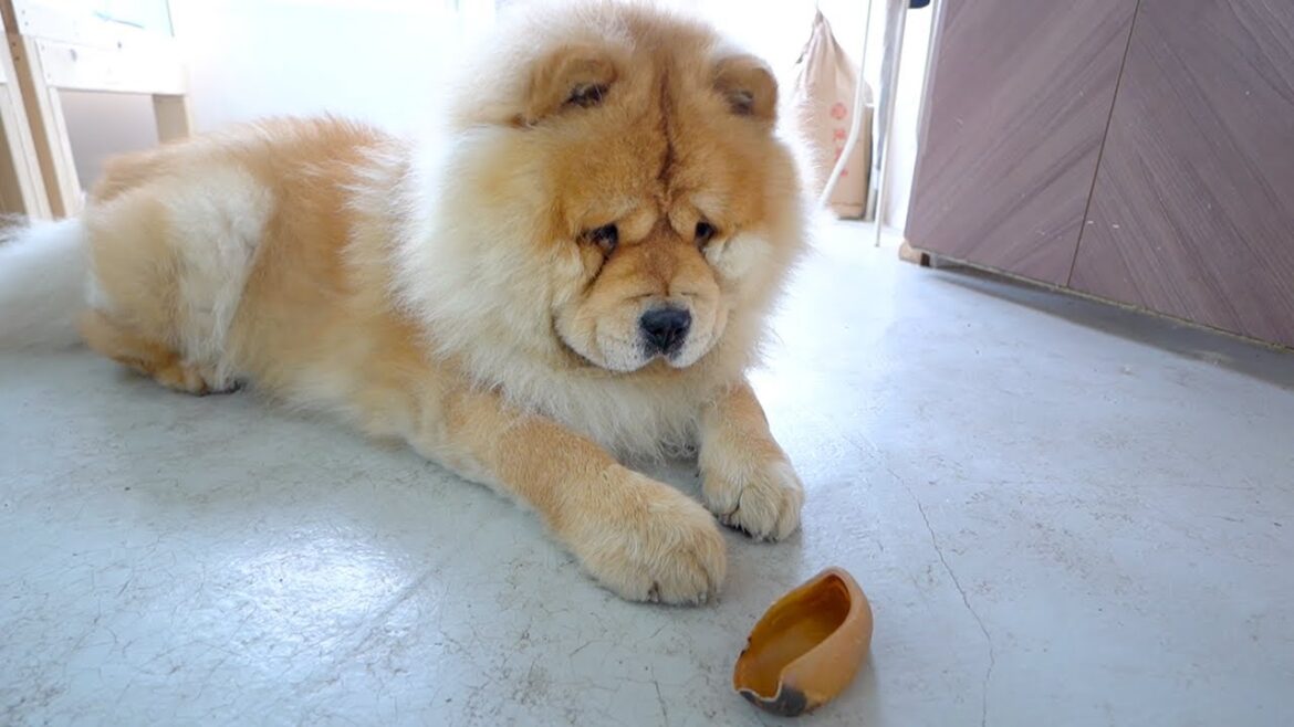 初めて牛のヒヅメを見たチャウチャウ犬のリアクションが草