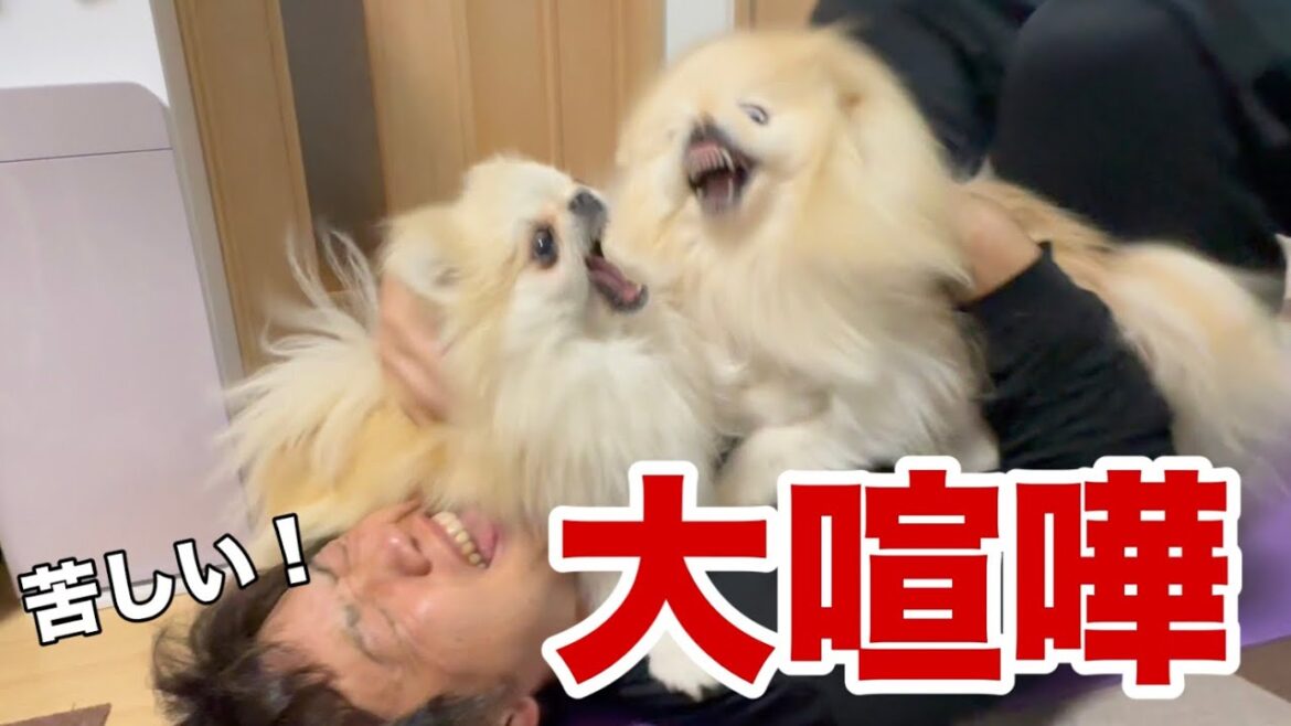 【大惨事】犬同士の喧嘩に巻き込まれたオッサン