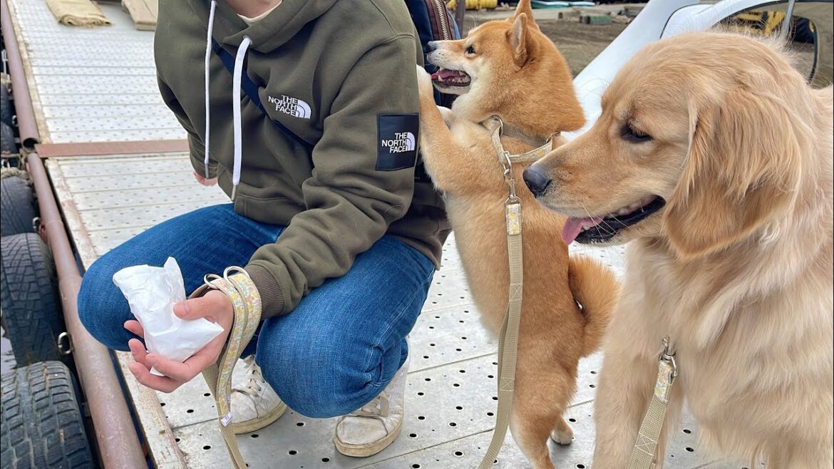 恐怖のあまりパパにすがりつき必死に助けを求める豆柴 恐怖のあまりパパにすがりつき必死に助けを求める豆柴