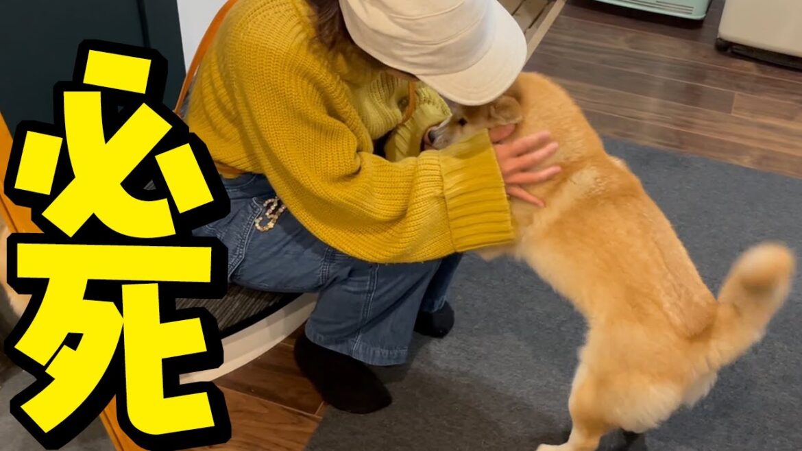 病院へ行くママに「行かないで」と必死でしがみつく柴犬の姿に涙が溢れる…