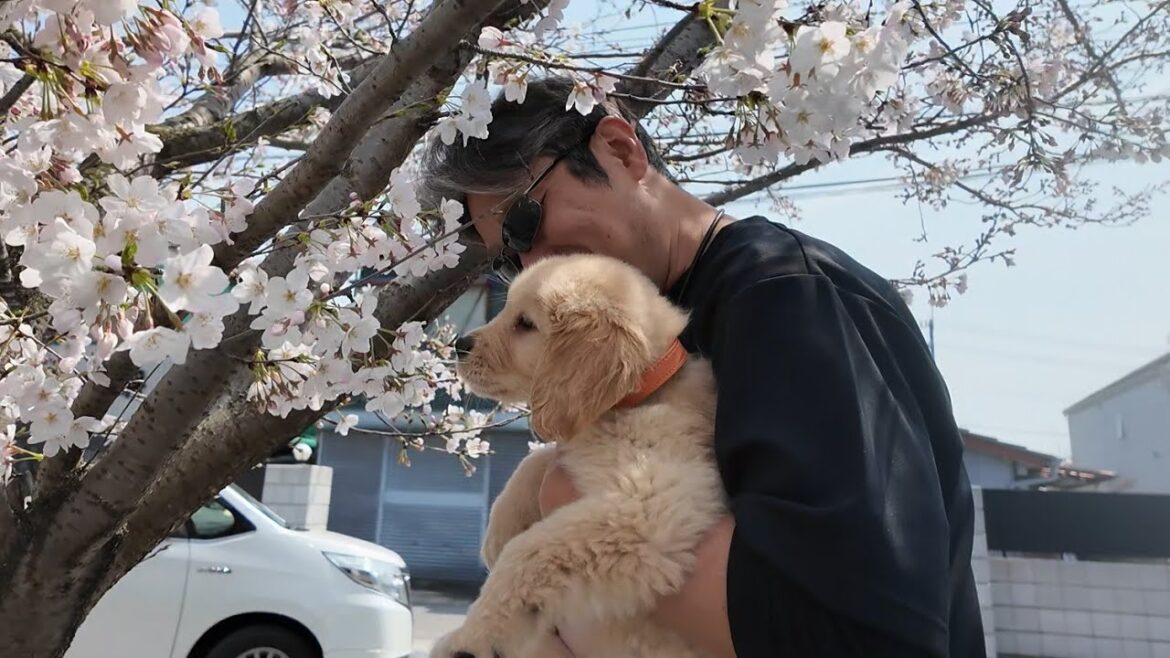 生きる為の治療を開始して1週間。快方を信じて病院検査へ。【Golden Retriever japan】 生きる為の治療を開始して1週間。快方を信じて病院検査へ。【Golden Retriever japan】