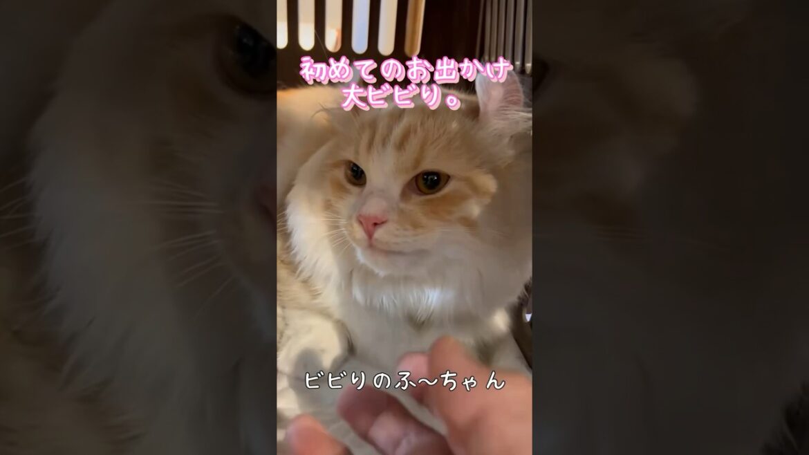 【キンカロー】初めてのお出かけで大ビビり中【マンチカール】