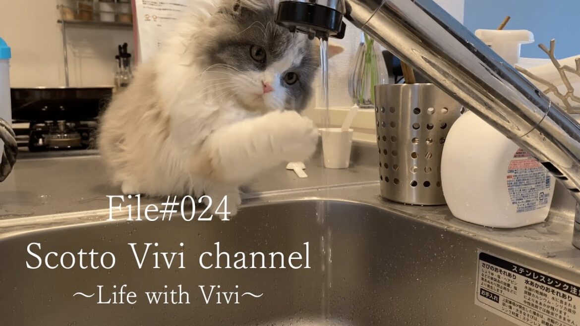 File#024～長毛スコティッシュフォールドと飼い主の平日帰宅後ルーティン～Life with cat