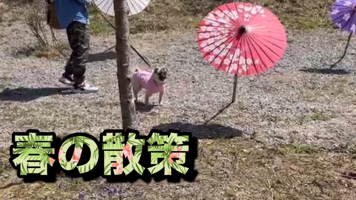 パグの春の散策　【パグ侍ももたろ】
