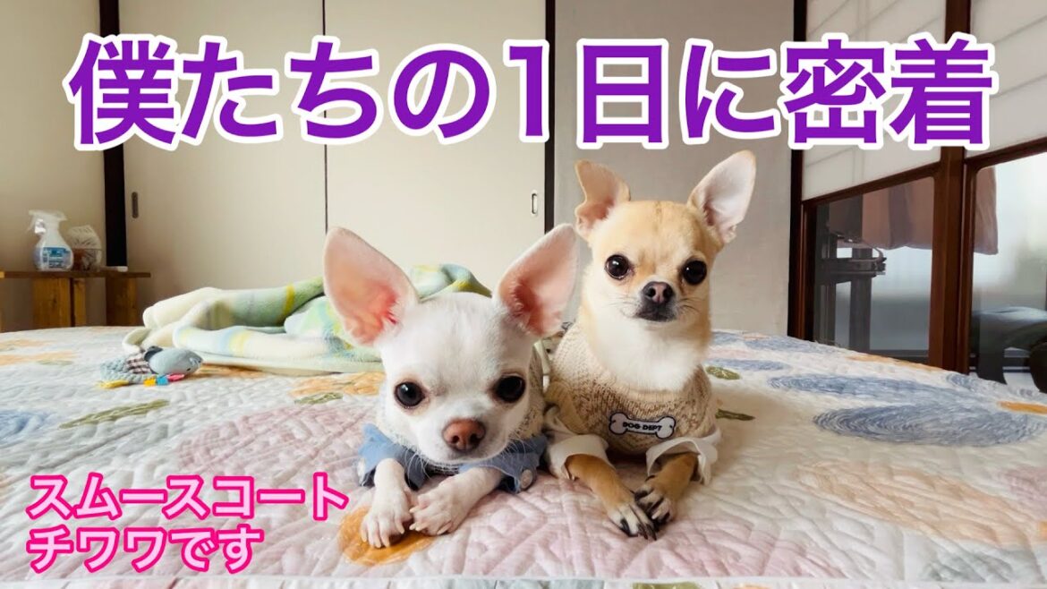 【多頭飼いスムチーず】スムースコートチワワのノアとテオの1日の過ごし方