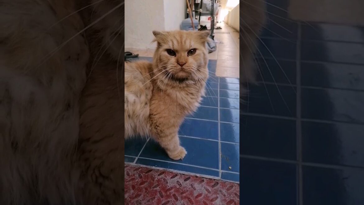 Beautiful Brown Cat 😍 #shorts #shortvideo #pets #youtubeshorts #animals