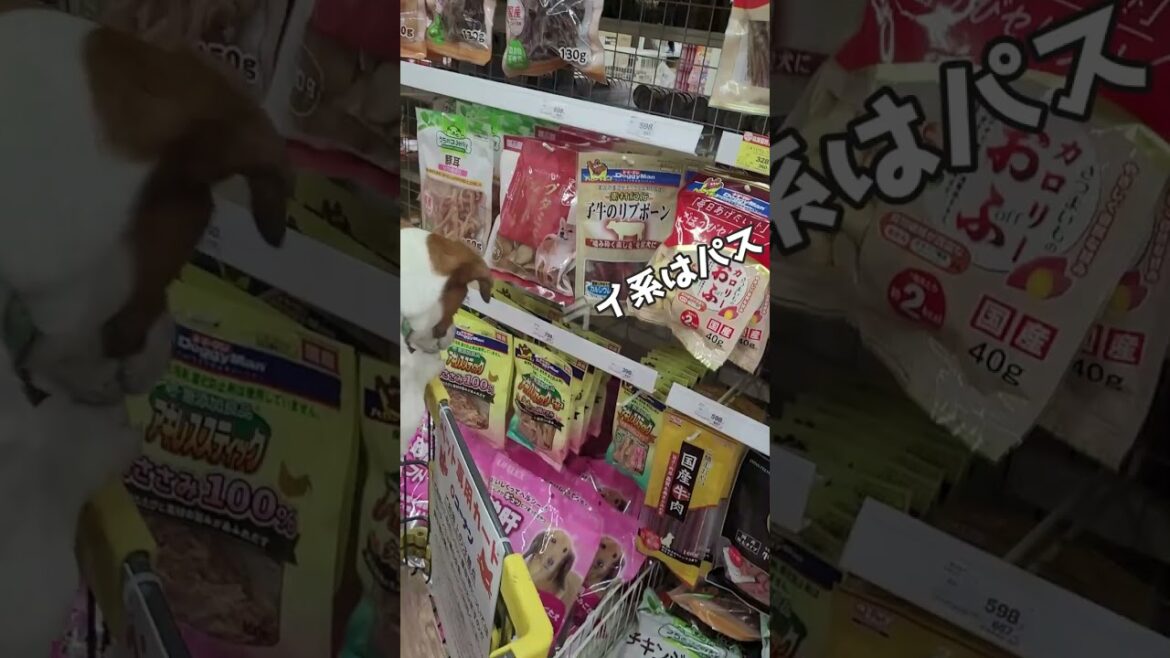 【ホムセンおやつ売り場大好き】どれにしようかな？　#ジャックラッセルテリア🐶 #shorts
