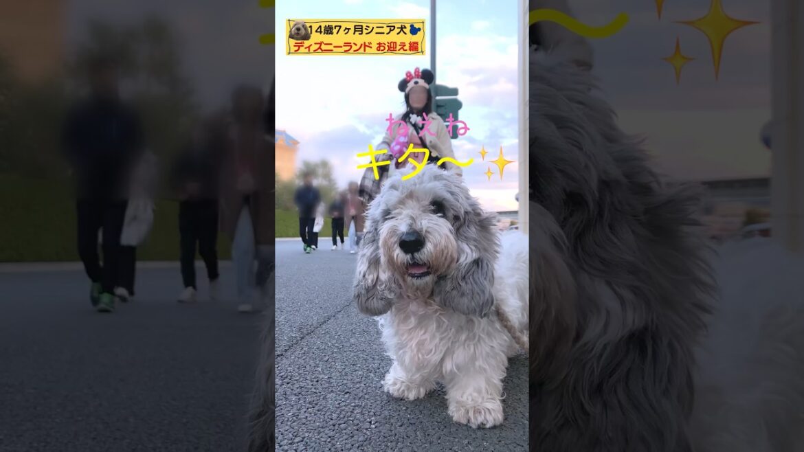 【14歳7ヶ月シニア犬との暮らし】ディズニーランドまでお迎え🚗