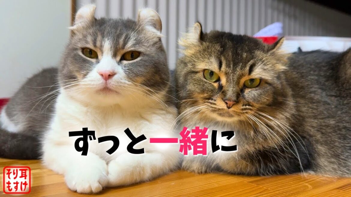 仲良し猫夫婦の一日を見てたらママが凄く幸せそうで涙出た 仲良し猫夫婦の一日を見てたらママが凄く幸せそうで涙出た