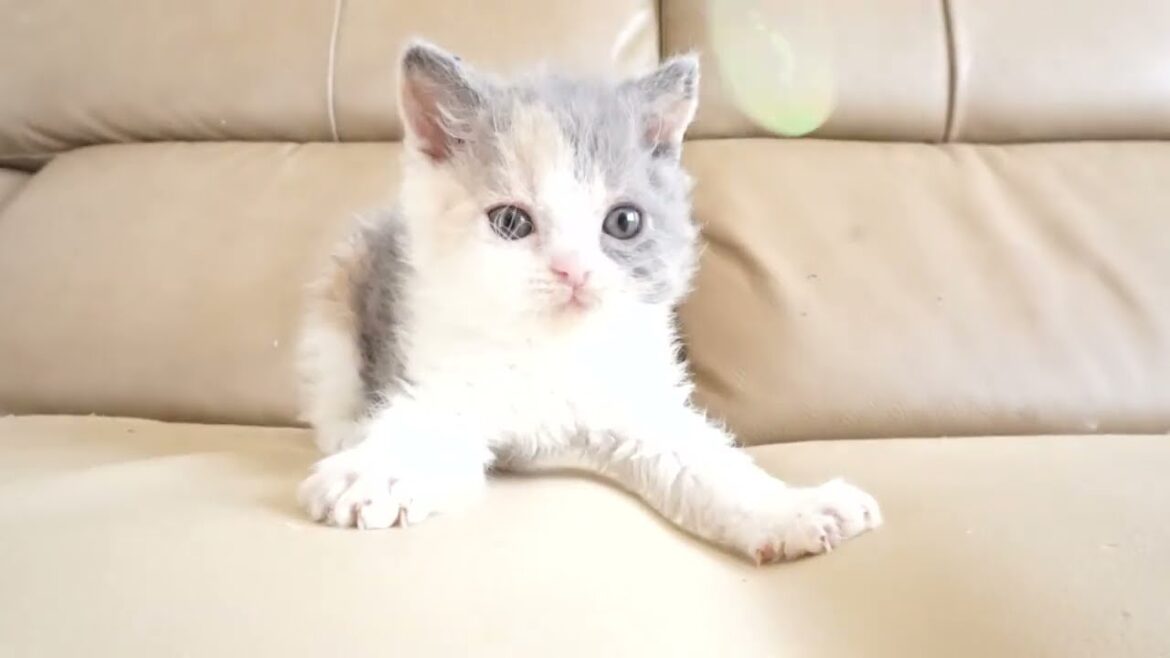セルカークレックス子猫　2024.2.3産まれ 　ダイリュートキャリコ　パステル三毛　洋三毛猫　　女の子　Selkirk Rex　シーダキャット猫のお店