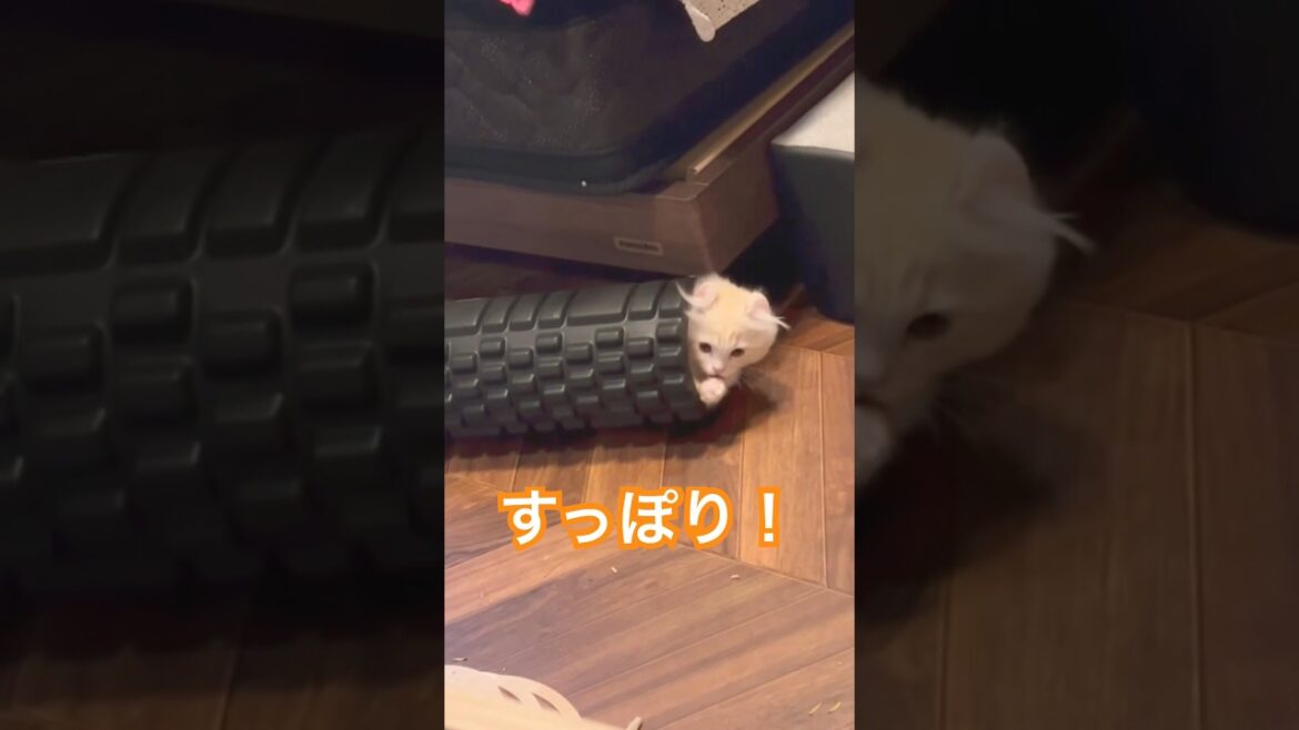 【キンカロー】すっぽり収まる仔猫【マンチカール】