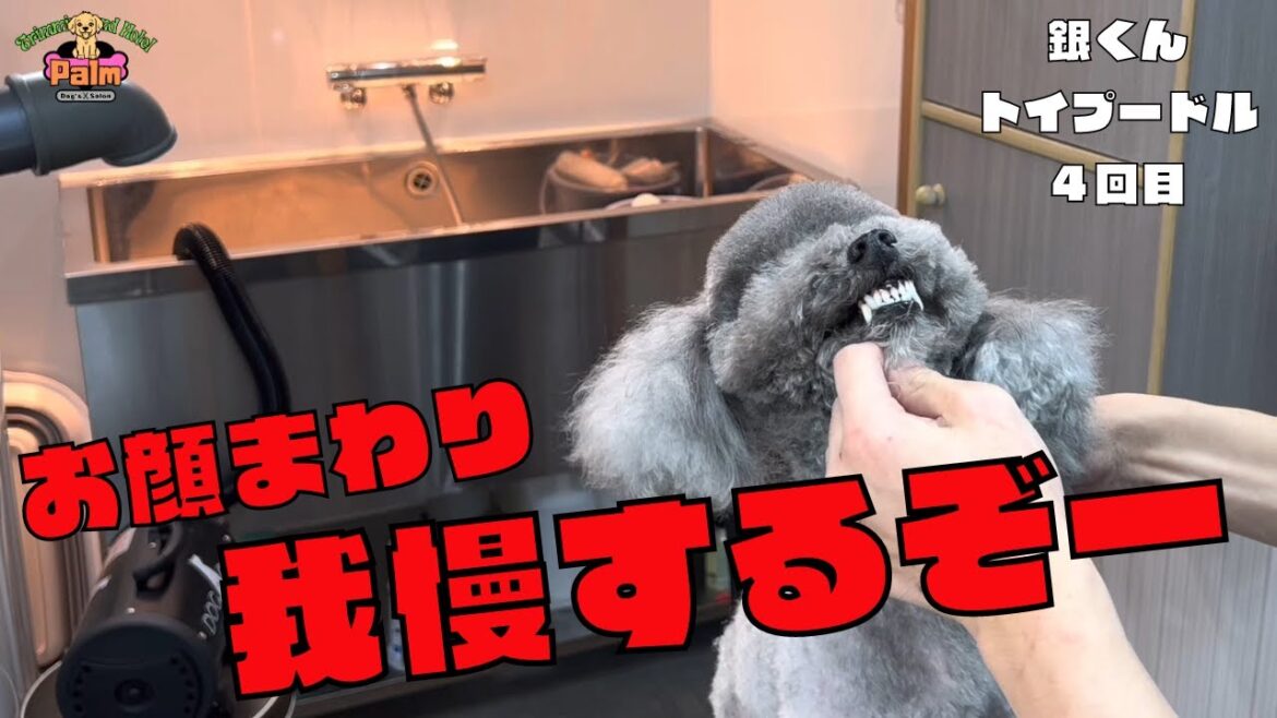 トリミング中怒りながらも我慢できるようになってきたトイプードル