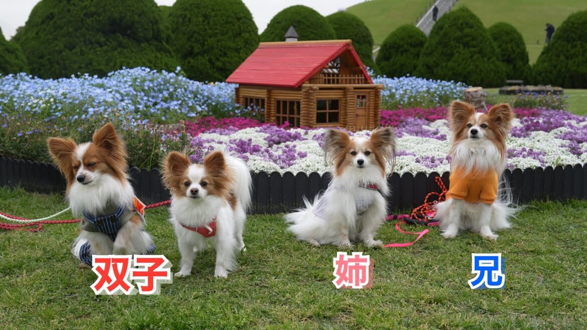 パピヨンの兄弟大集合