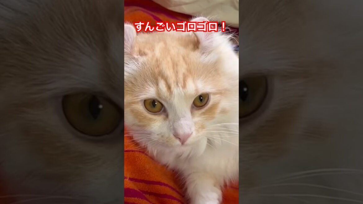 【キンカロー】仔猫をナデナデしたらゴロゴロがすごすぎるんですが【マンチカール】