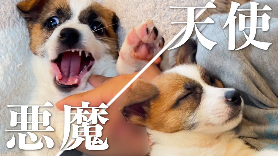 【甘噛み】やんちゃすぎて悪魔みたいな子犬も眠ったら天使になります/ジャックラッセルテリア