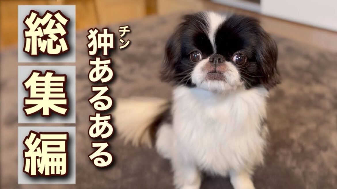 狆はこんな犬だった！ 【40連】新ネタも登場‼︎