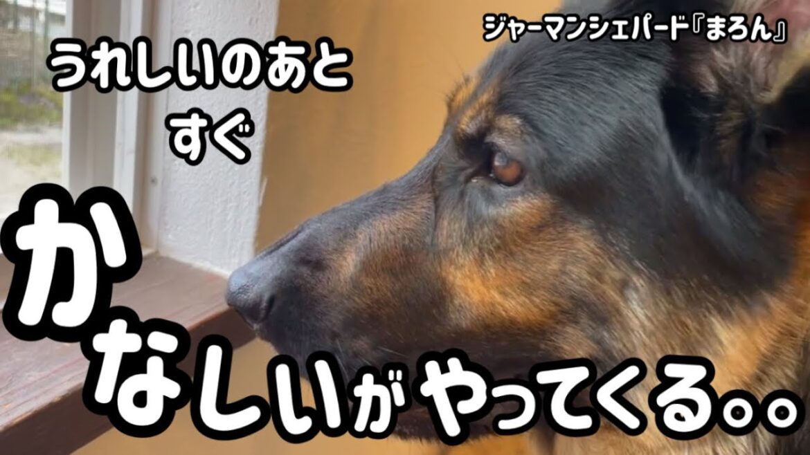 【ジャーマンシェパード】今日はしょんぼりまろん😞帰ってきたと思ったらすぐお出かけしてしまい。。。まろんしょんぼり。でも明日には帰ってくるから待ってようね。。。