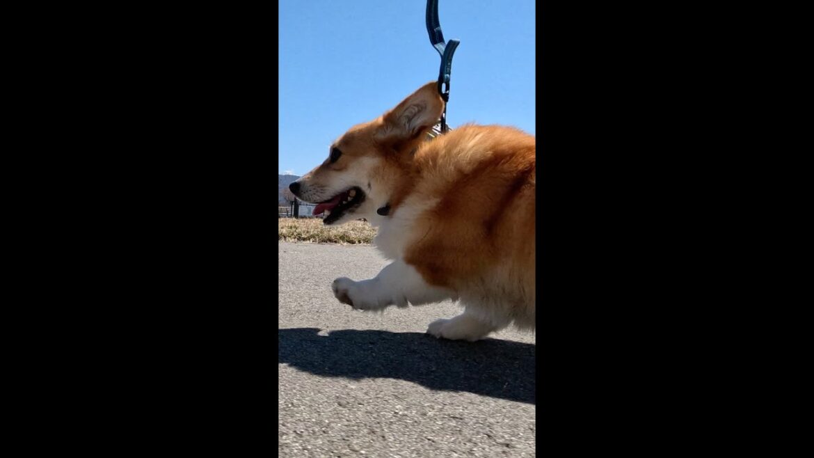 早歩きから走り出すコーギー / Corgi starts running from a brisk walk #コーギー #サクラ #corgi
