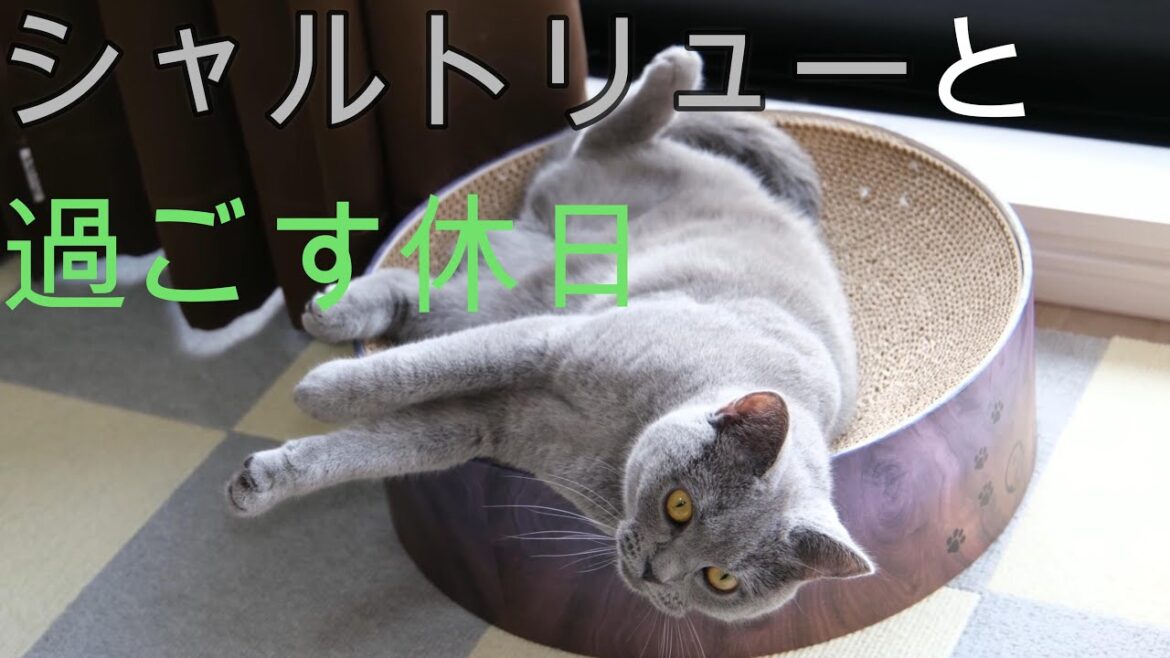 シャルトリューと過ごす休日。ねこのこてつ