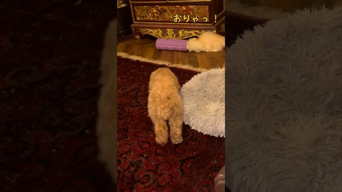 【キンカロー】頭がつっかかる仔猫【マンチカール】