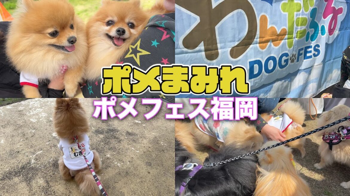 【300頭】ポメラニアンだらけの優しい世界に行ってきました！