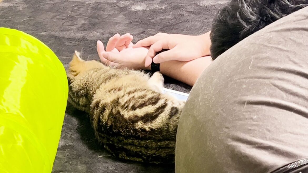 飼い主と同じ寝相で寝る子猫がこちらです笑 #197【生後245日目 スコティッシュフォールド】 飼い主と同じ寝相で寝る子猫がこちらです笑 #197【生後245日目 スコティッシュフォールド】