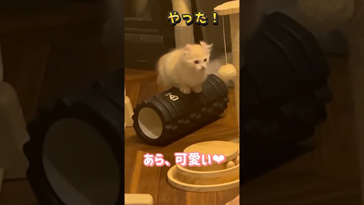 【キンカロー】曲芸に挑戦する仔猫【マンチカール】
