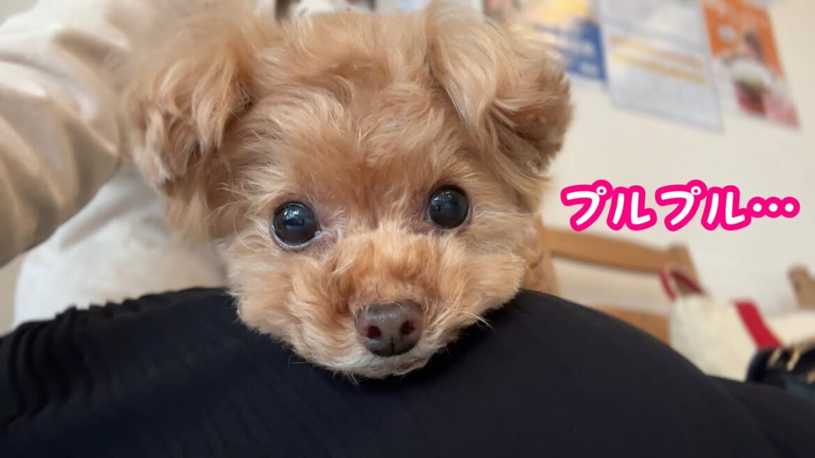 病院の注射には震えるけど、大音量工事には動じない犬(笑)【トイプードルのコロン】 病院の注射には震えるけど、大音量工事には動じない犬(笑)【トイプードルのコロン】