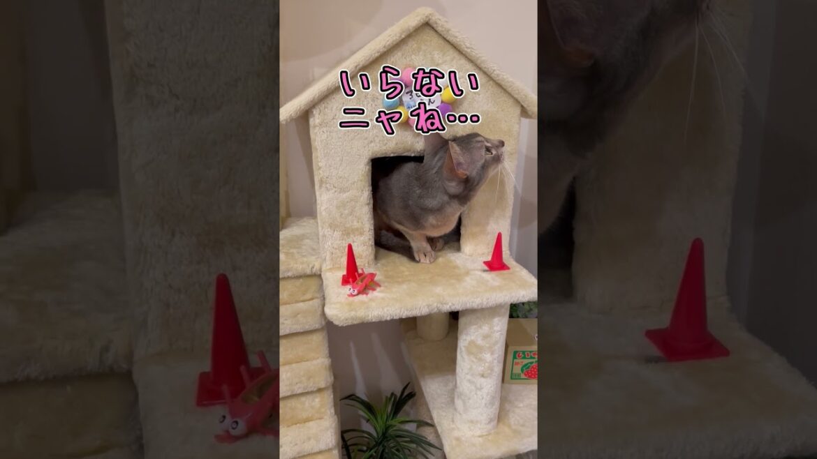 家の前をすっきりさせたいうちの猫さん #shorts #猫 #アビシニアン