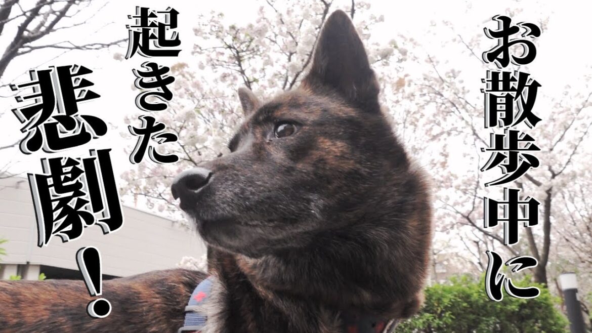 お散歩に行ったらまさかの悲劇が!!今まで気を付けていたのにとうとうやってしまいました…【柴犬・甲斐犬】 お散歩に行ったらまさかの悲劇が!!今まで気を付けていたのにとうとうやってしまいました…【柴犬・甲斐犬】