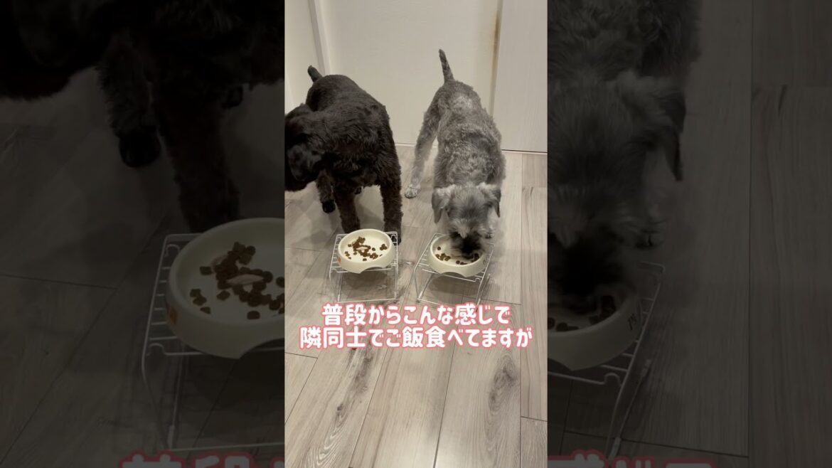 【れおぱおチャンネル】最後の一粒までもぐもぐと🐶　#愛犬 #多頭飼い #シュナウザー #れおぱおチャンネル #dog