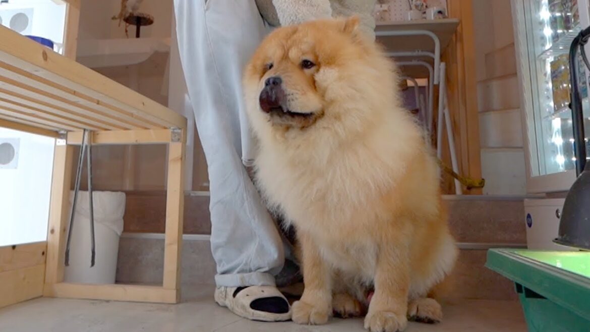 看板犬のお仕事を終えてウキウキでお散歩ルーティンを堪能するチャウチャウ犬