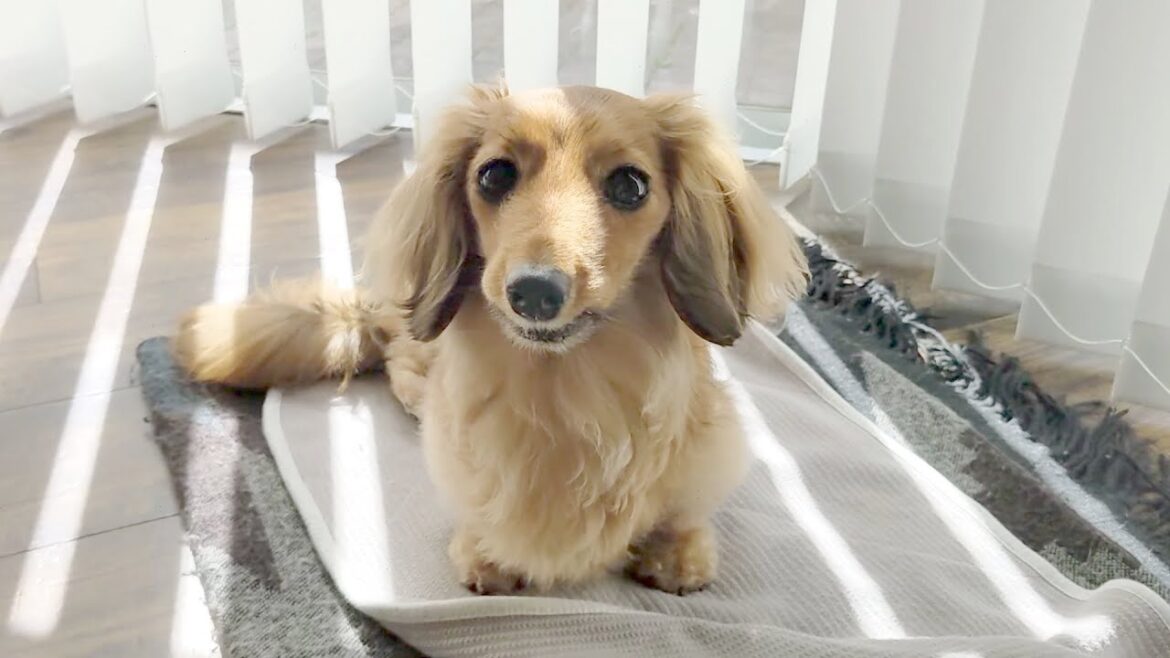 日向ぼっこしてたらいつ間にか飼い主の手を舐めちゃうダックスフント。