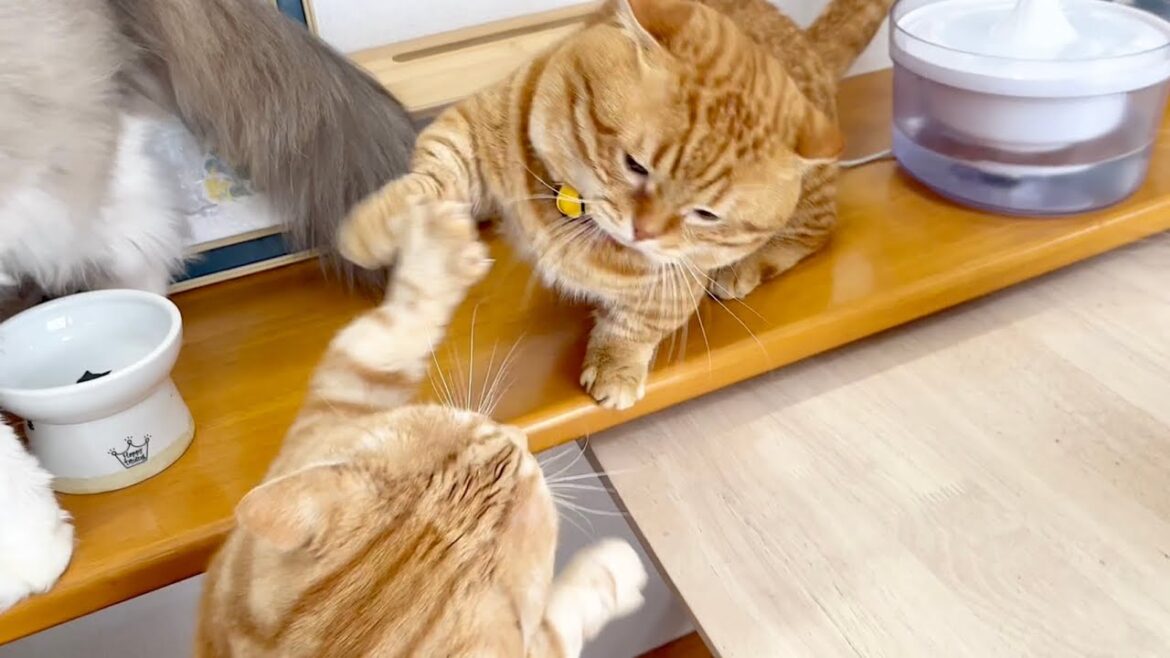 なんとしてでもポジションを守り抜きたいぽちゃくん #猫 #マンチカン