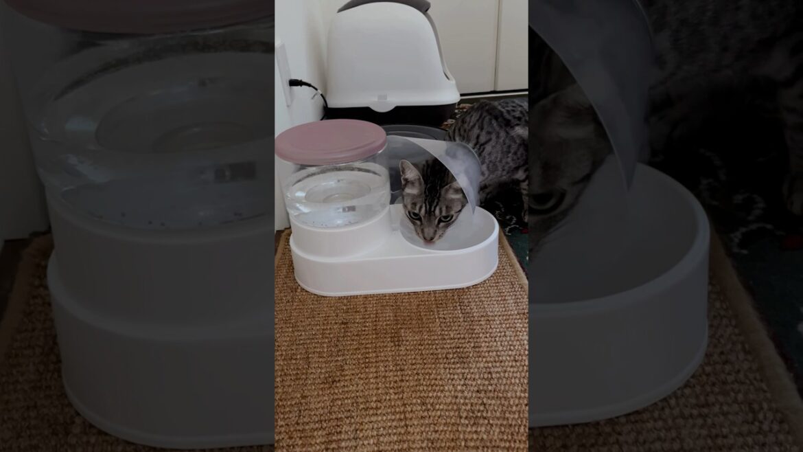 カラーで飲みにくそうなユキオさん😿早く取れるといいね#cat #オシキャット #ベンガル #ニャン #癒し動画 #エリザベスカラー