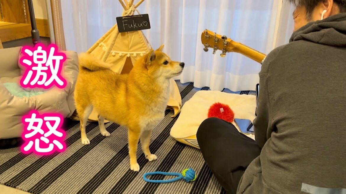 構ってくれないパパに痺れを切らせて強烈な一撃をお見舞いする柴犬が可愛い 構ってくれないパパに痺れを切らせて強烈な一撃をお見舞いする柴犬が可愛い